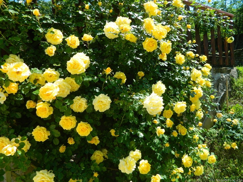 'Grimpant Rimosa ®' rose photo