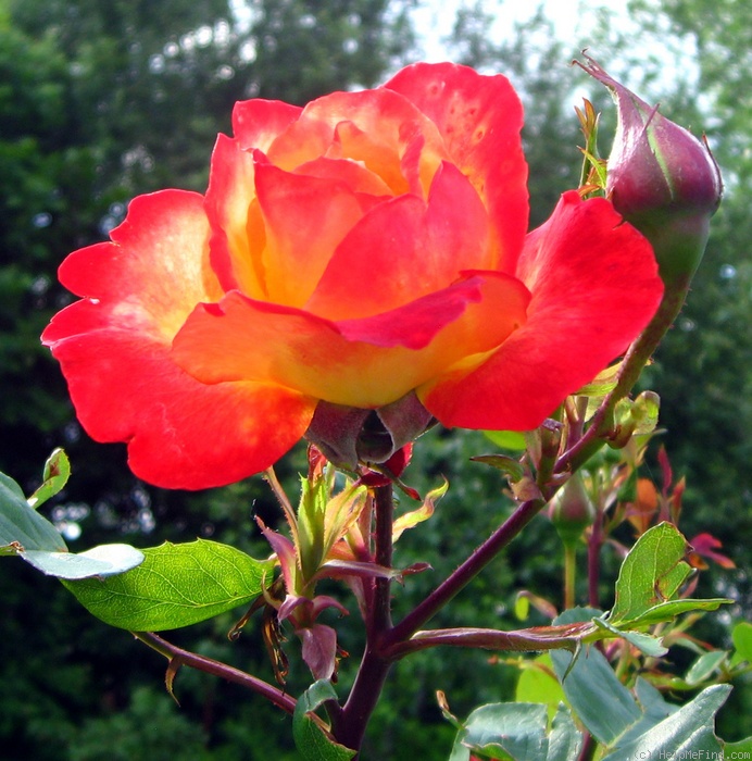 'Chacock ®' rose photo
