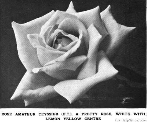 'Amateur Teyssier' rose photo