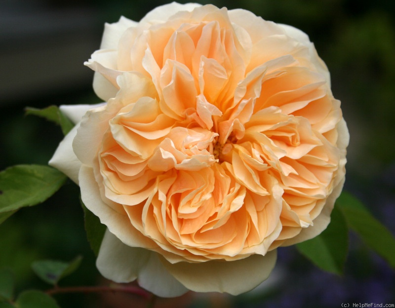 'Teasing Georgia' rose photo