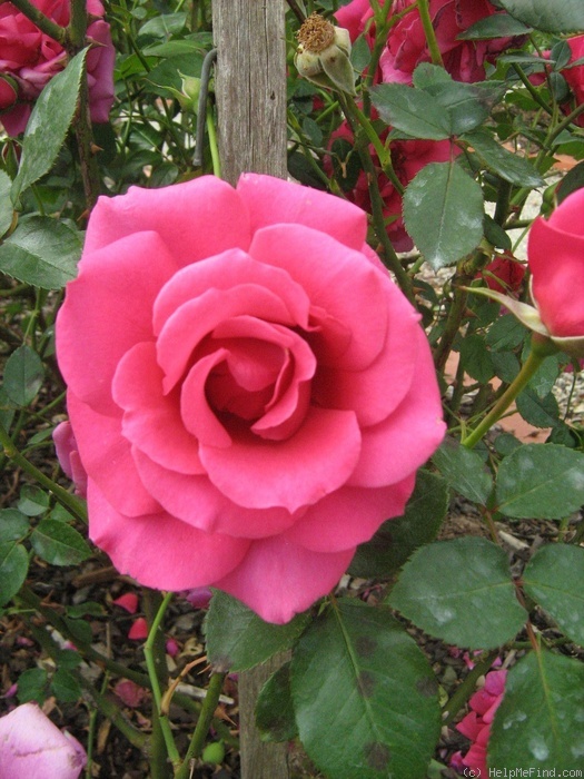 'Flemington' rose photo