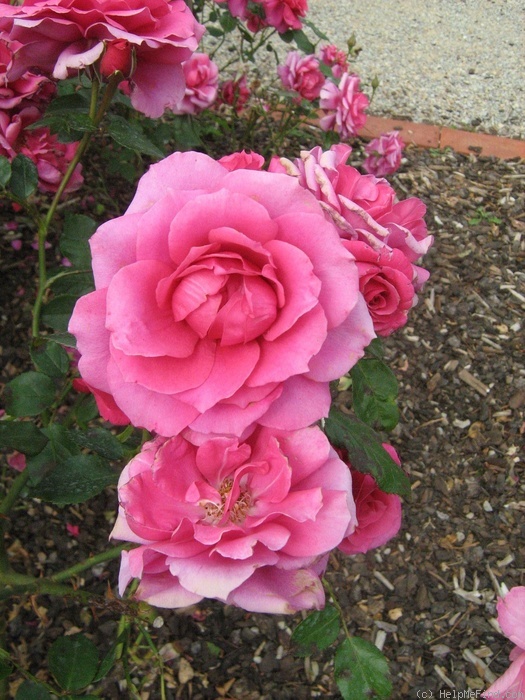 'Flemington' rose photo