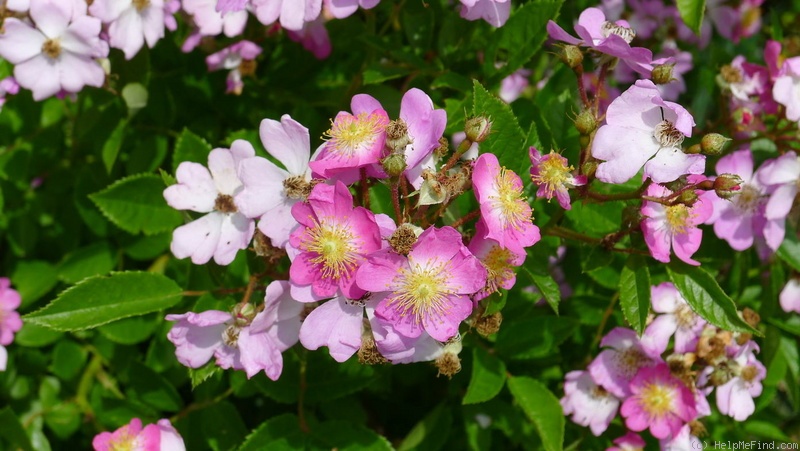 'Gruss an Breinegg' rose photo