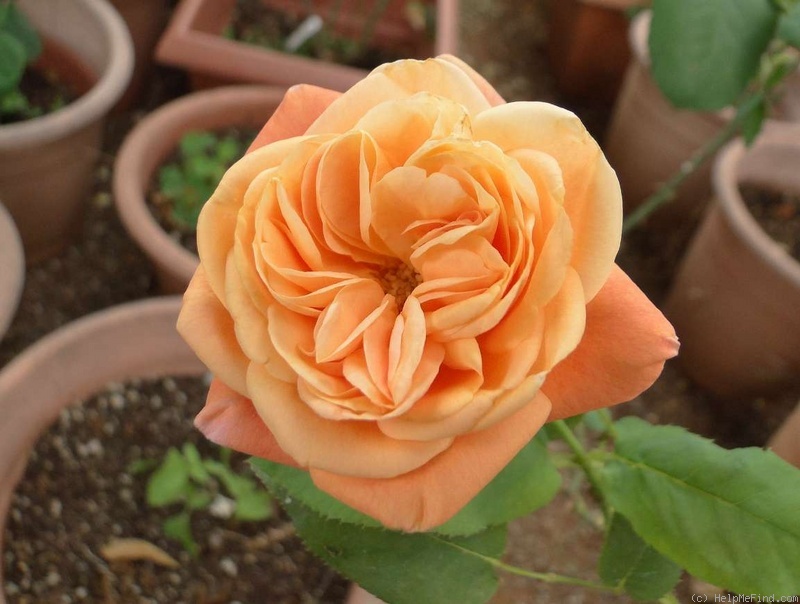 'Bonanza Freelander' rose photo