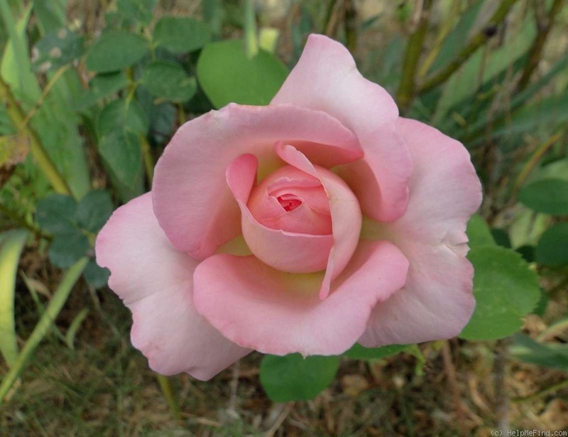 'Confidence (hybrid tea, Meilland, 1950)' rose photo