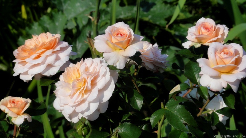 'Schloss Eutin ® Fairy Tale' rose photo