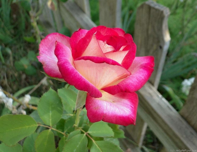 'Donna Darlin'' rose photo