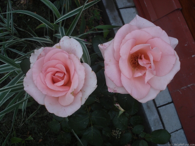 'Flamingo ® (hybrid tea, Kordes, 1979)' rose photo