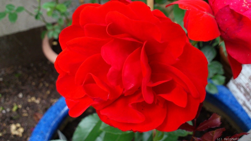 'Evelyn Fison' rose photo