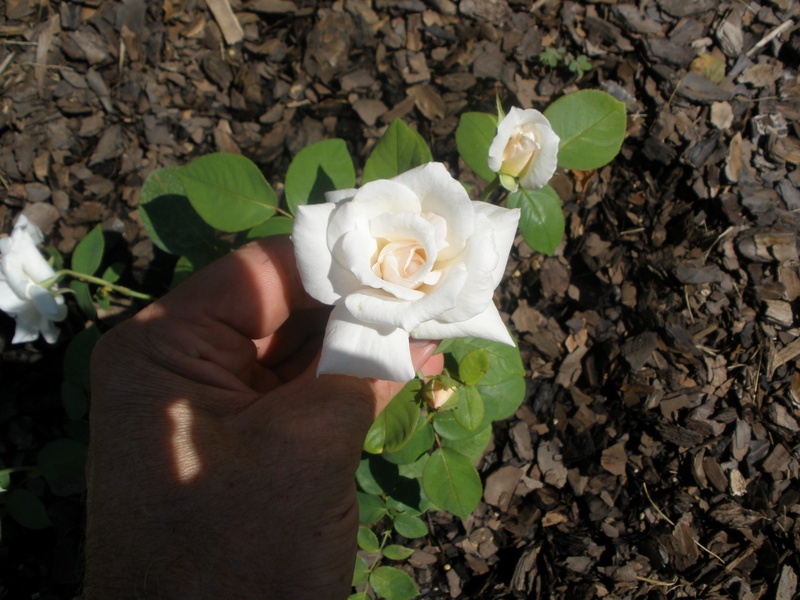 'Edina (hybrid tea, Dobbie, 1934)' rose photo