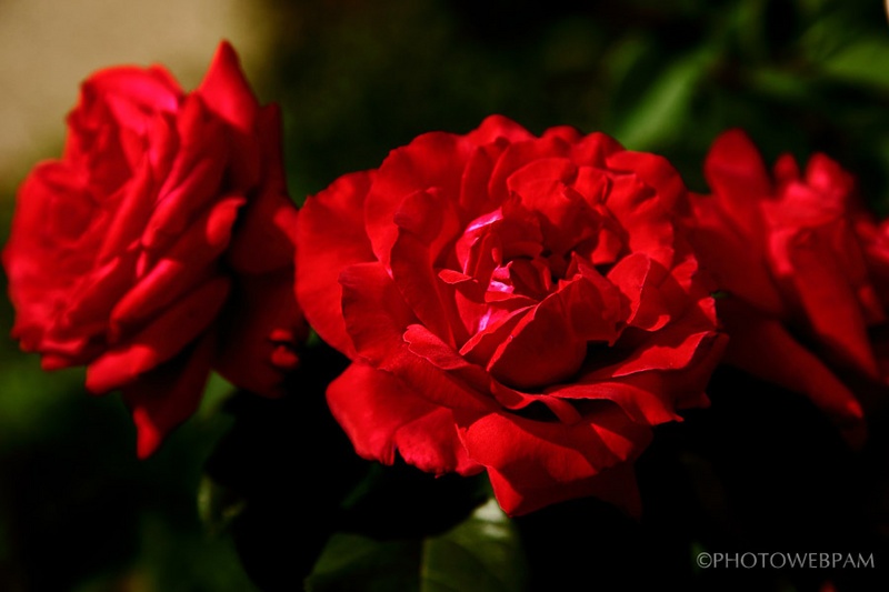 'Amalia ™ (hybrid tea, Meilland, 1985)' rose photo