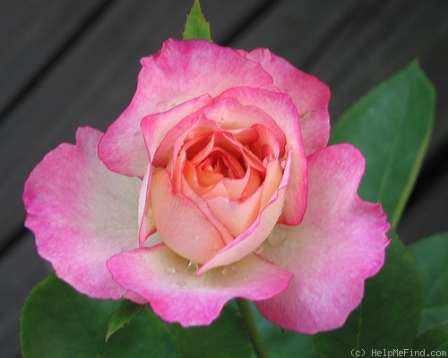 'Golden Princess' rose photo
