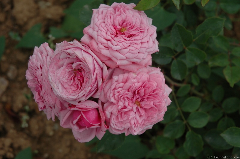 'Durance Ancian Rosa ®' rose photo