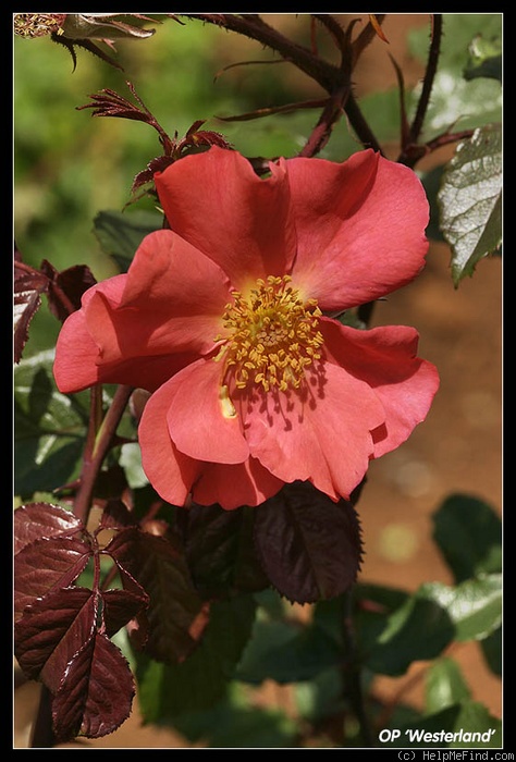 '2010-OPW' rose photo