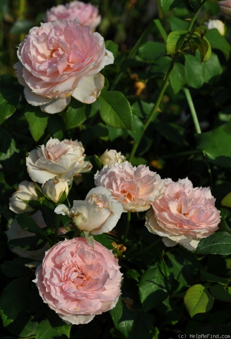 'The Wedgewood Rose' rose photo