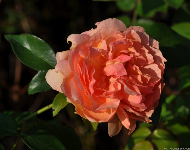 'Heaven on Earth' rose photo