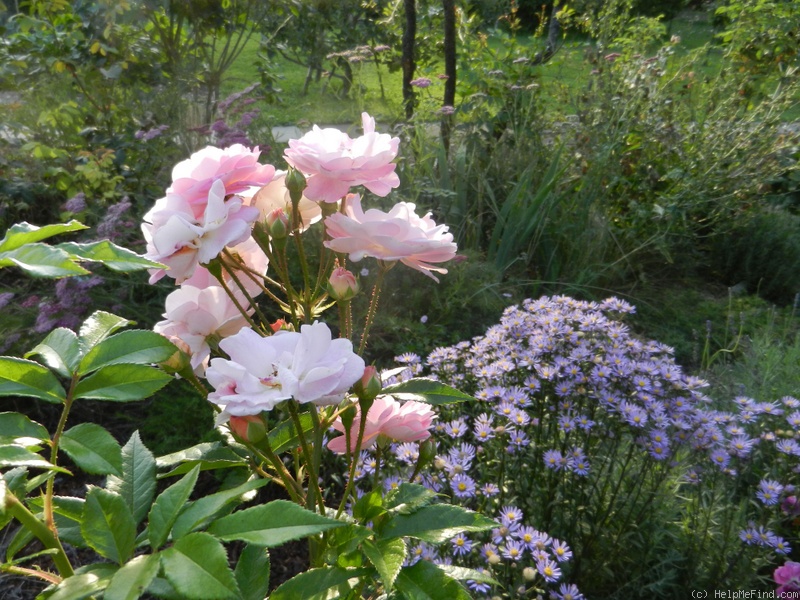 'Maud (hybrid longicuspis, Vibert II, 2001)' rose photo