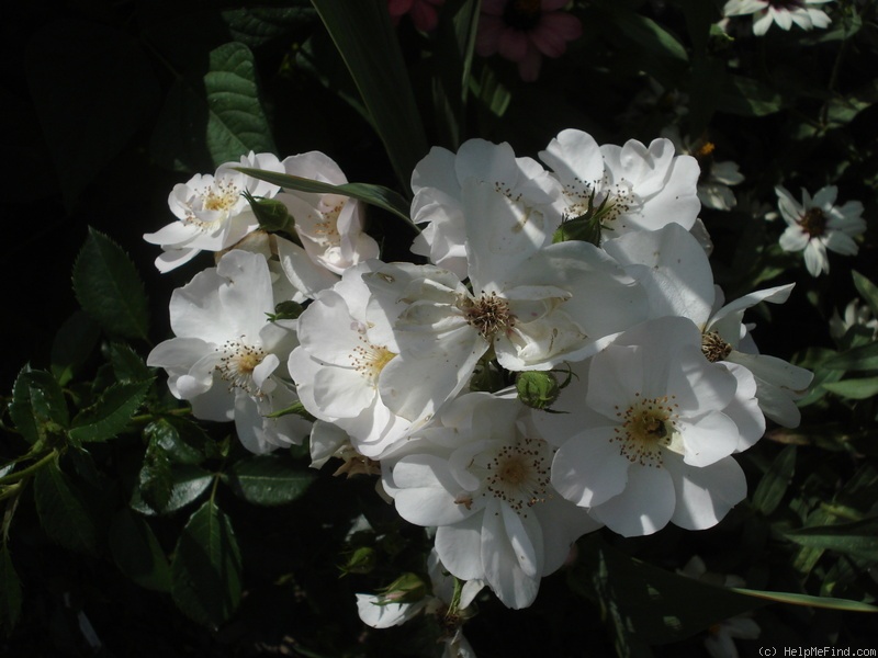 'Vierge Folle ®' rose photo