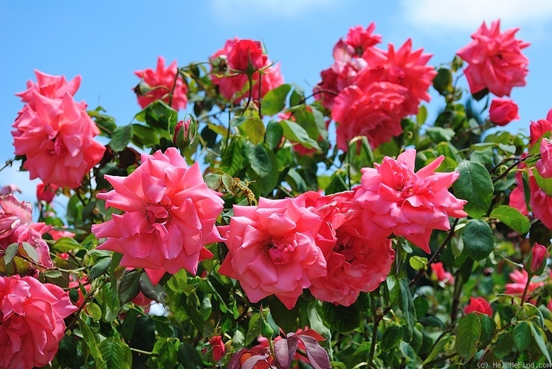 'Glory Days (hybrid tea, Warriner before 1990)' rose photo