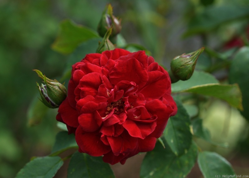 'Ile Rouge' rose photo