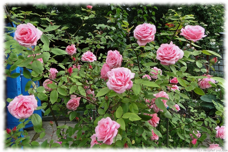 'Martha ' Rose Photo