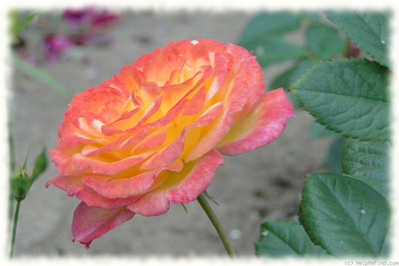 'Gartenspaß ®' rose photo