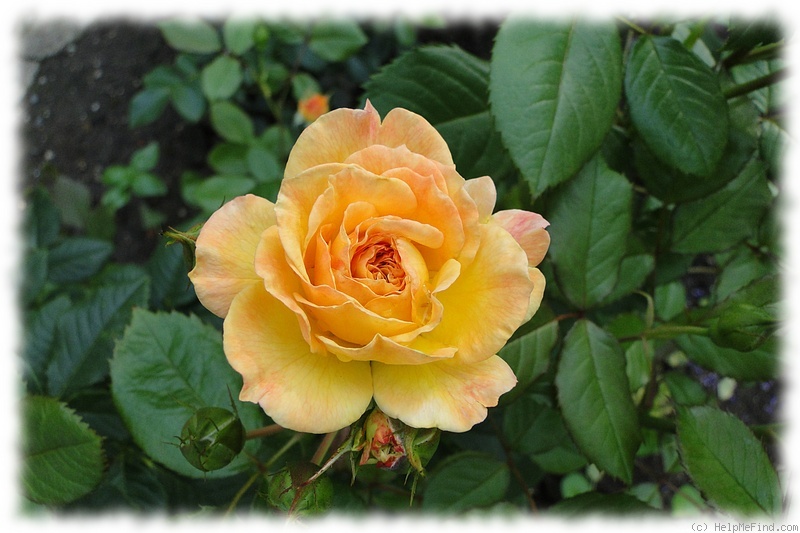 'Gartenspaß ®' rose photo