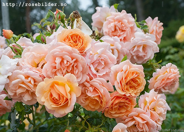 'Trelleborg ™' rose photo