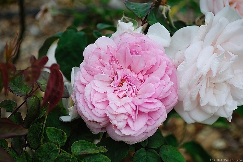 'George Cuvier' rose photo