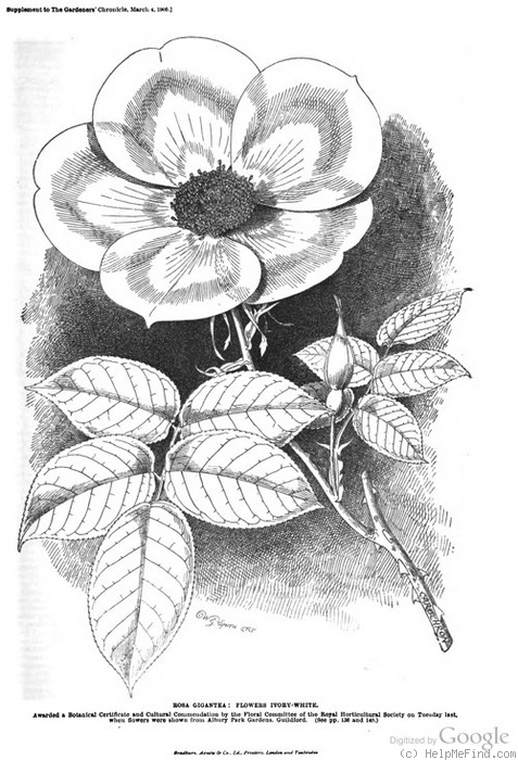 'R. gigantea' rose photo