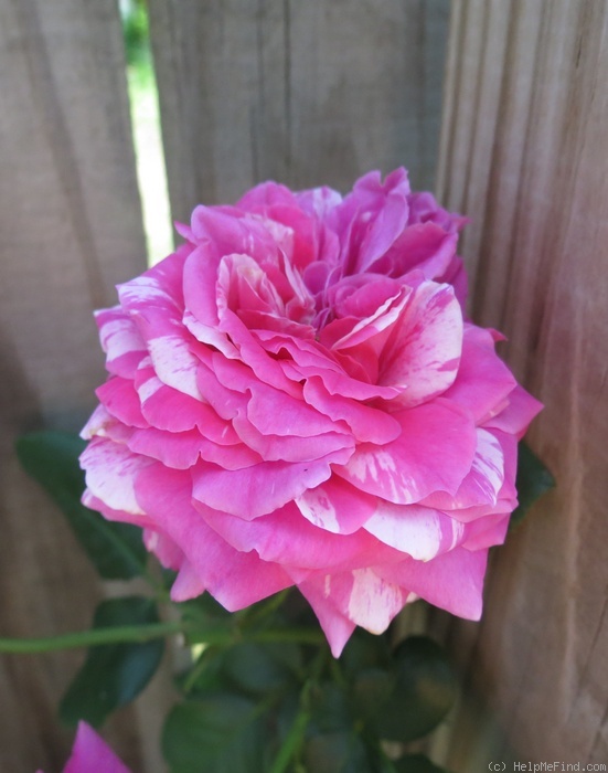 'Raspberry Cream Twirl' rose photo
