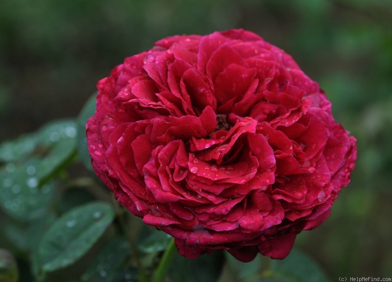 'Rose des 4 vents ®' rose photo