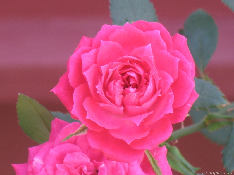 'Ms Rhonda Louise' rose photo