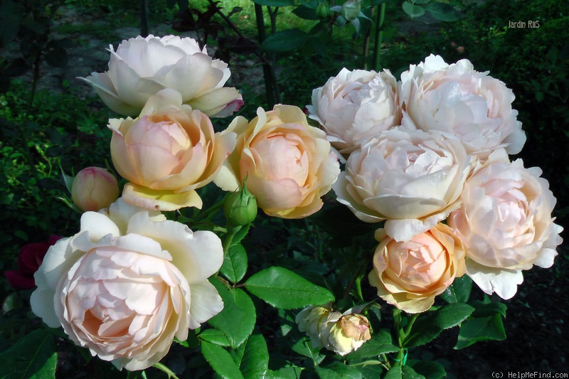 'Wollerton Old Hall' rose photo