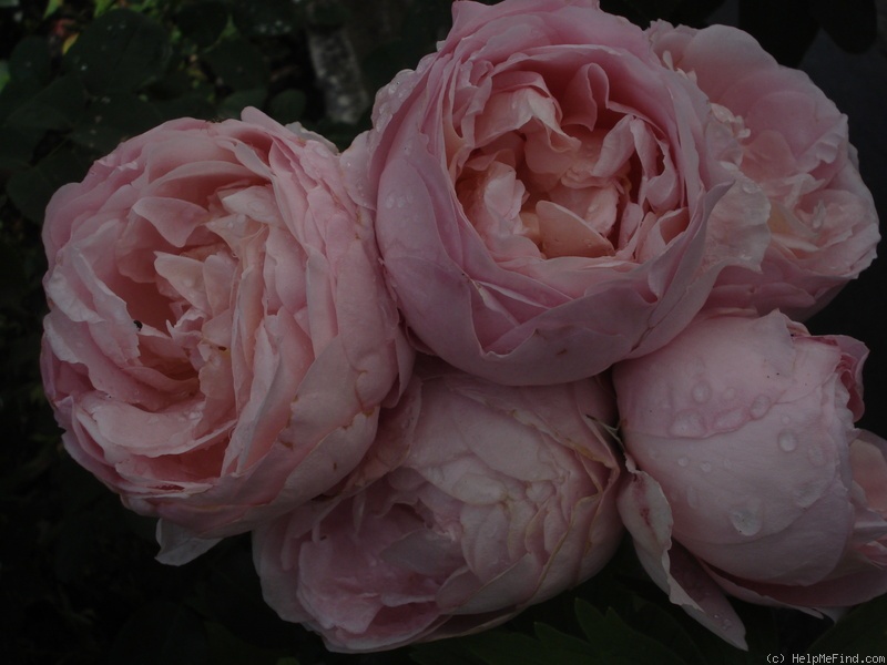 'Dames de Chenonceau ®' rose photo