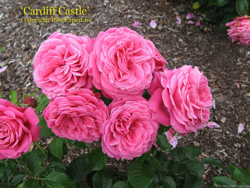 'Cardiff Castle' rose photo