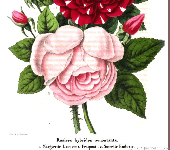 'Eudoxie (noisette, Cherpin, 1852)' rose photo