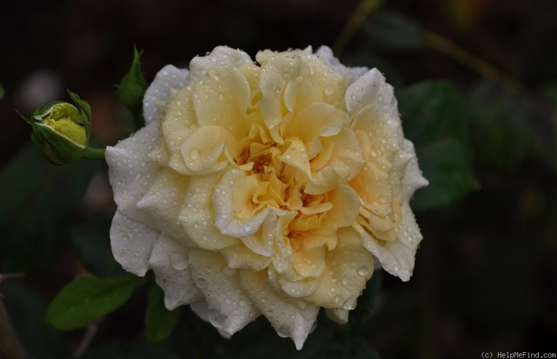 'Comtessa ® (shrub, Tantau 2006)' rose photo