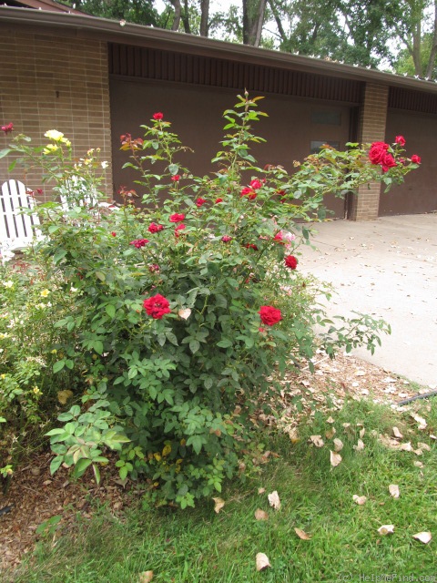 'Kashmir (shrub, Lim 2008)' rose photo