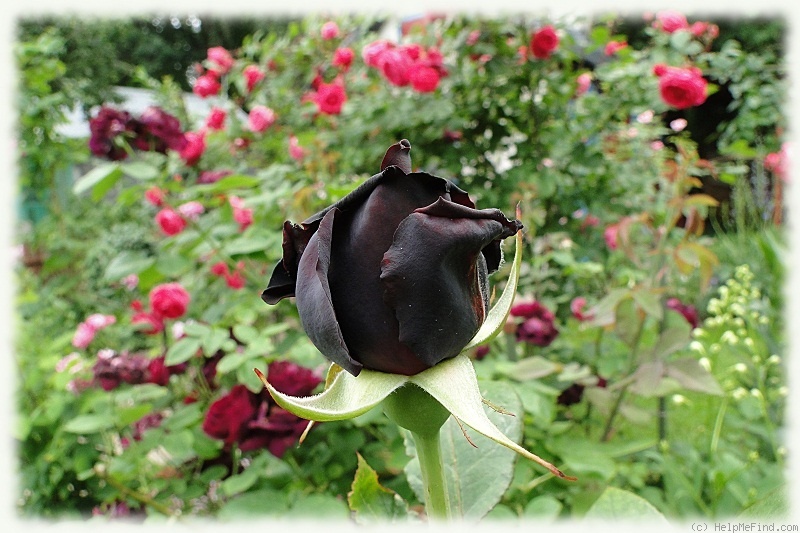 'Josef Klimeš' rose, click to enlarge 'Josef Klimeš' rose photo