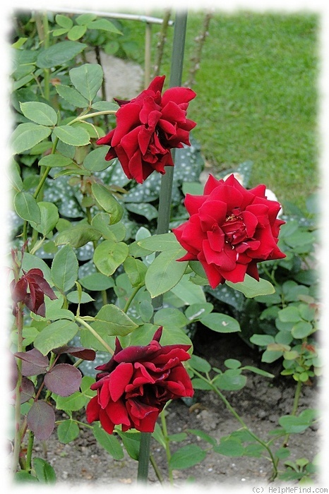 'Josef Klimeš' rose, click to enlarge 'Josef Klimeš' rose photo