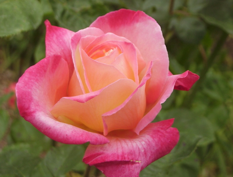 'Eiko' rose photo