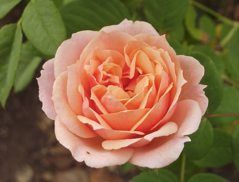 'Paul Bocuse ' Rose Photo
