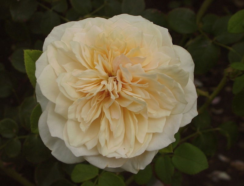 'English Garden ®' rose photo