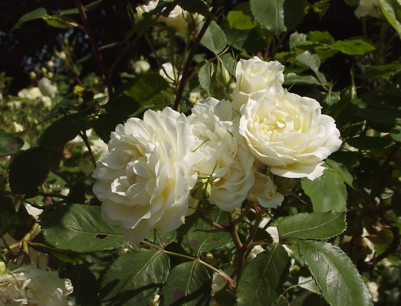 'Anna Zinkeisen (shrub, Harkness before 1981)' rose photo