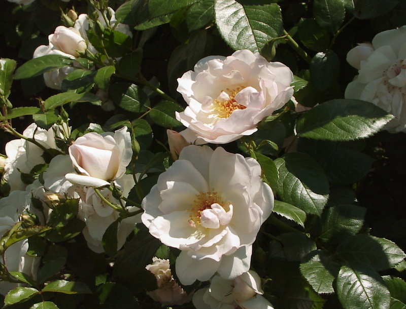 'Jacqueline du Pré (shrub, Harkness before 1986)' rose photo