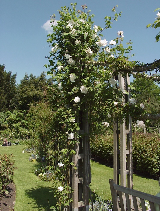'Madame Alfred Carrière (noisette, Schwartz 1875)' rose, click to enlarge 'Madame Alfred Carrière (noisette, Schwartz 1875)' rose photo