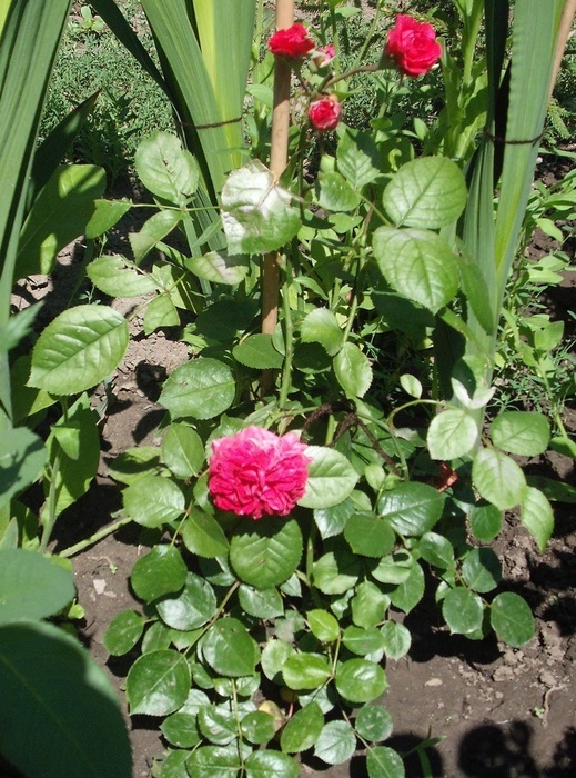 'Red Leonardo da Vinci' rose photo