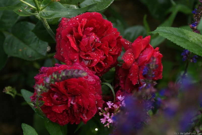 'Highgrove' rose photo