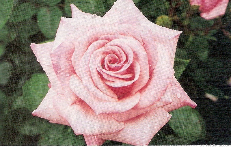 'Joy Poynter' rose photo